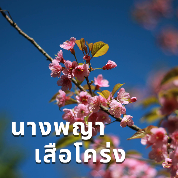 ชม นางพญาเสือโคร่ง ในประเทศไทย